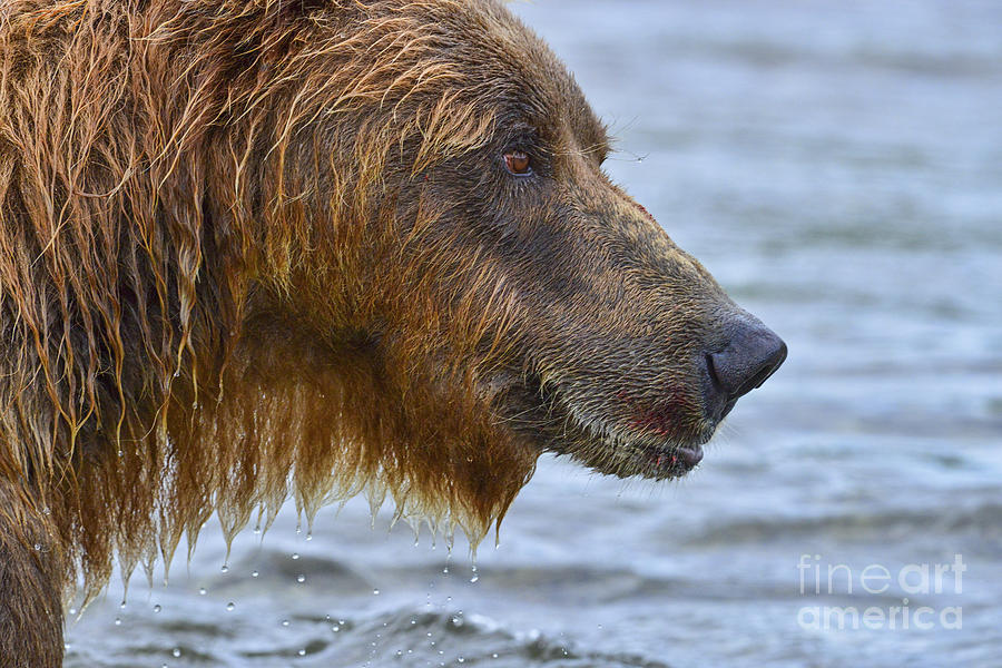 Close Up Of Brown Bear Showing Salmon Red On Fur Photograph by Dan Friend