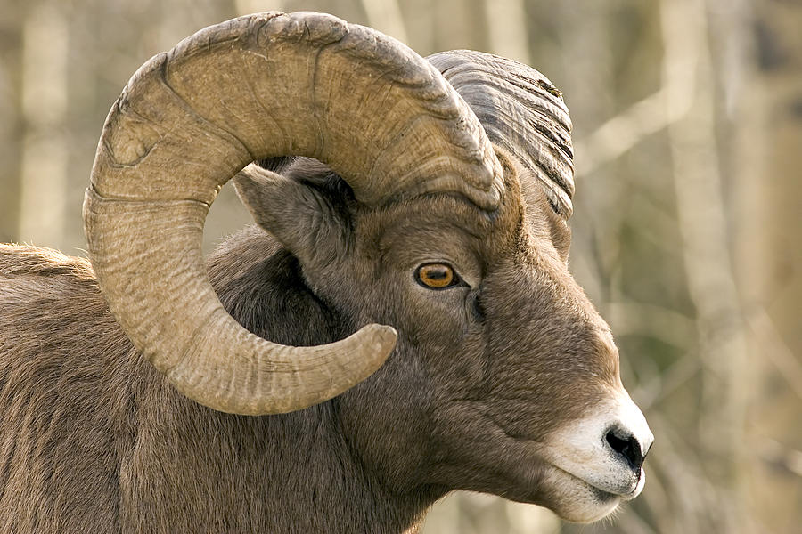 Close-up of brown bighorn sheep Photograph by Tulissidesign