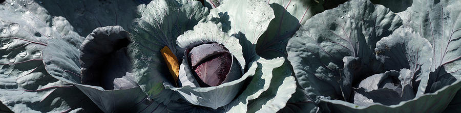 Cabbage Photograph - Close-up Of Cabbages Growing On Plant by Panoramic Images