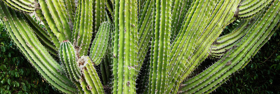 Close-up Of Cactus Plant, Cabo Pulmo Photograph by Panoramic Images