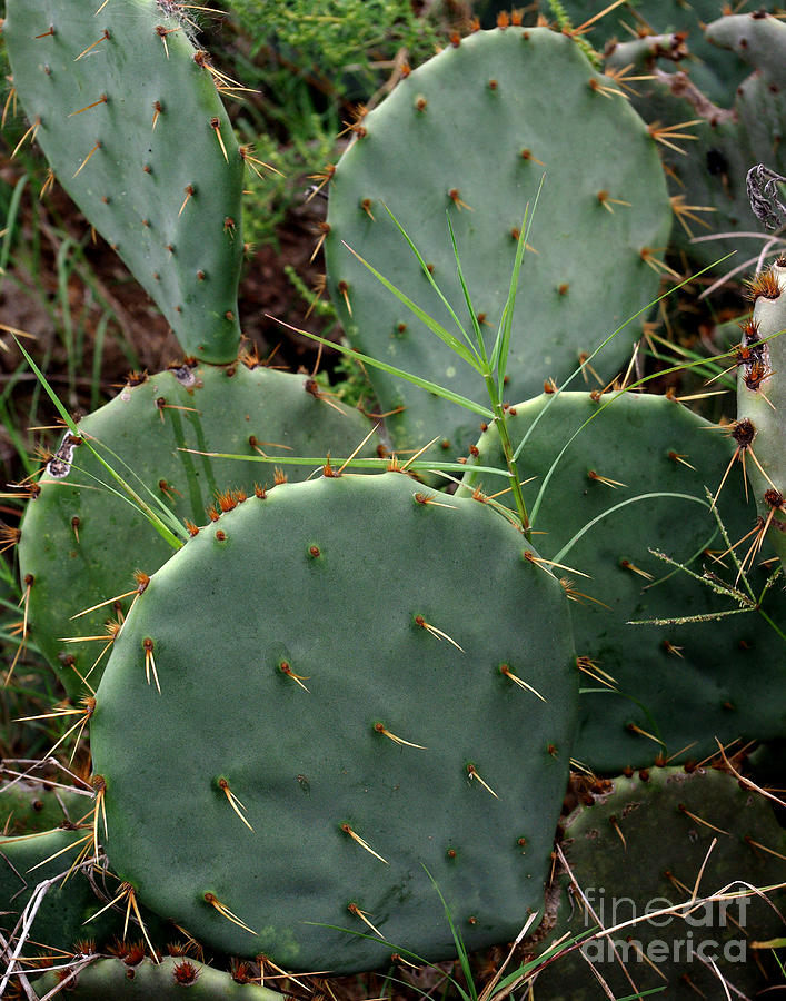 Spring Photograph - Close Up of Cactus Plant by Peter Piatt