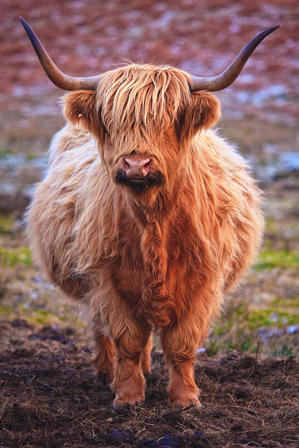Close up of cattle Photograph by Daniele Carotenuto Photography