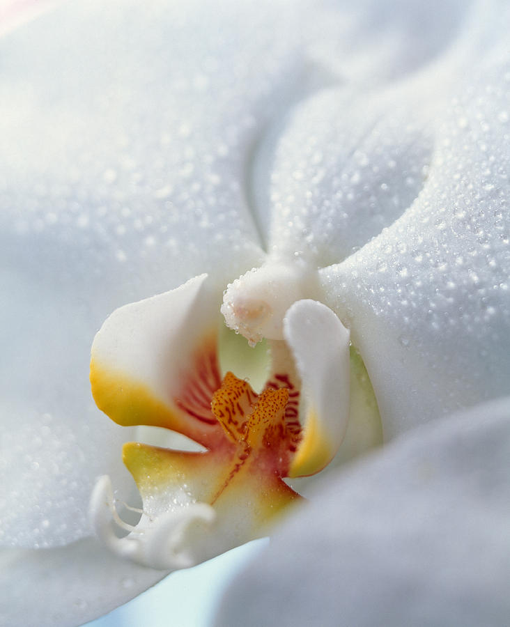 Orchid Photograph - Close Up Of Center Of White Orchid by Panoramic Images
