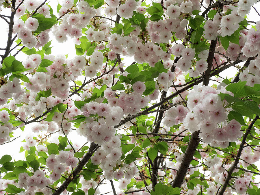 Close-up Of Cherry Blossom Flowers #2 Photograph by Panoramic Images