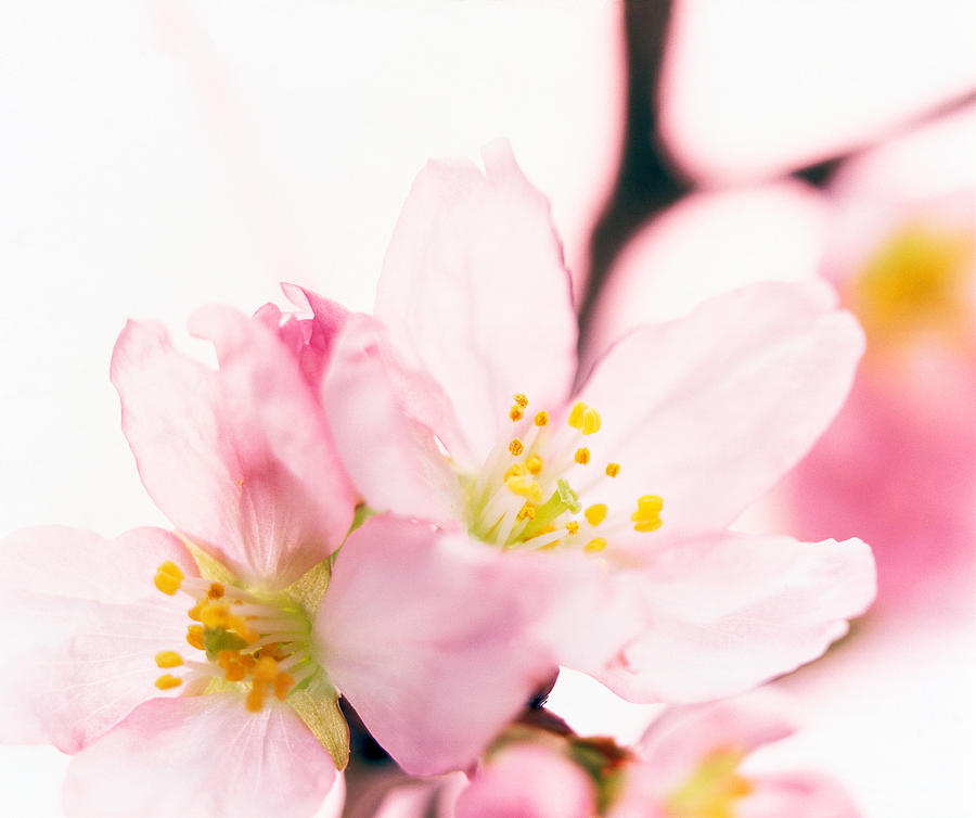 Still Life Photograph - Close Up Of Cherry Blossom by Panoramic Images