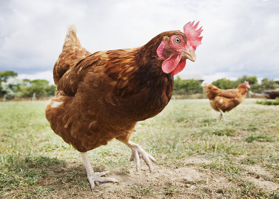 Close up of chicken in field Photograph by Anthony Lee