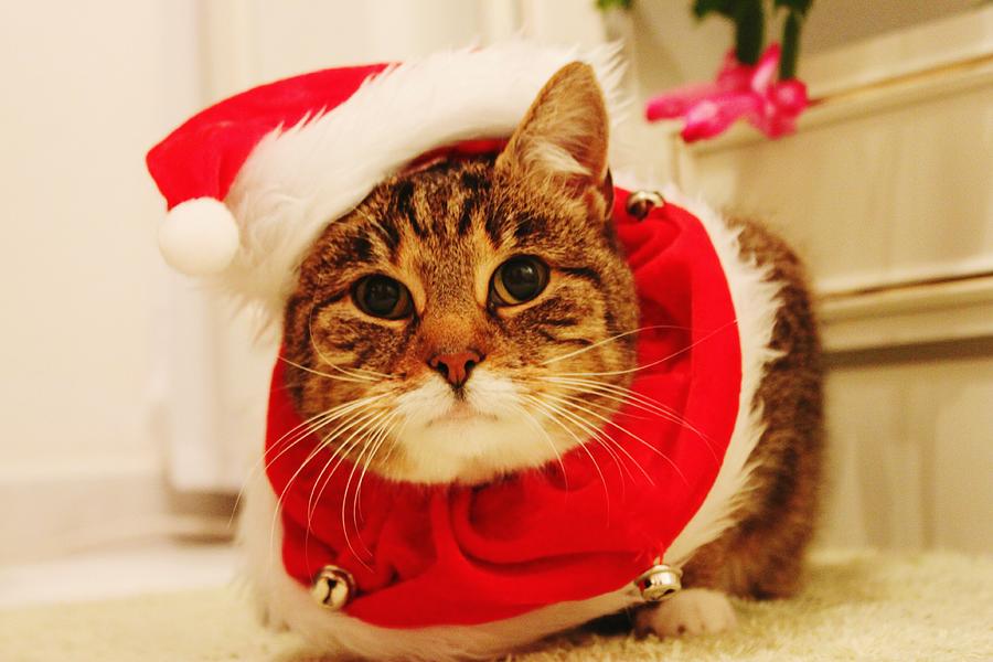 Close-up Of Christmas Cat Photograph by Gregor Bleul / Eyeem Close-up Of Christmas Cat Photograph by Gregor Bleul / Eyeem