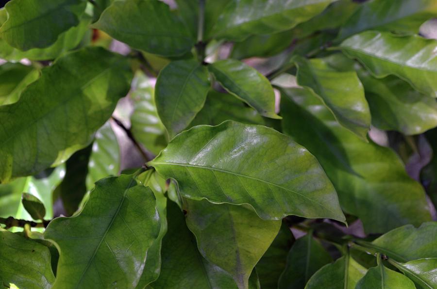 Coffee Photograph - Close-up Of Coffee Plant. by Robert Brook/science Photo Library