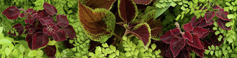 Nature Photograph - Close-up Of Coleus Leaves #1 by Panoramic Images