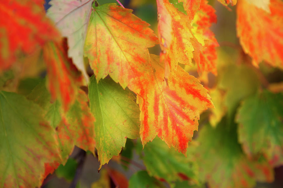 Close Up Of Colourful Leaves Changing Photograph by Jenna Szerlag