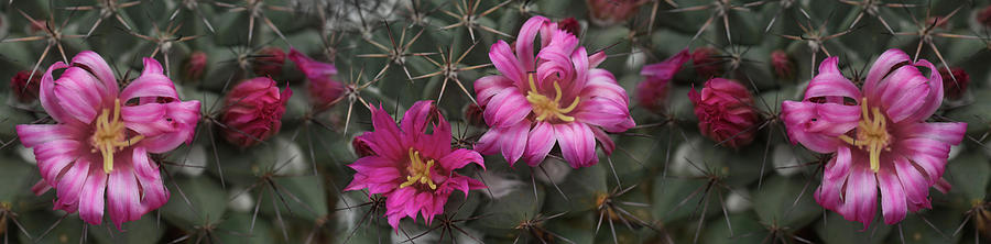 Close-up Of Contrasting Flower Colors Photograph by Panoramic Images