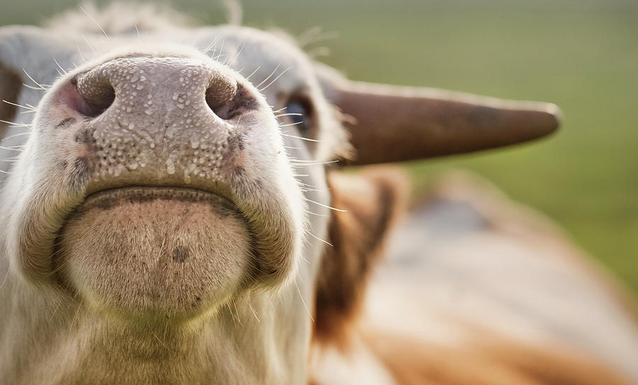 Close Up Of Cow Nose Photograph by Verity E. Milligan