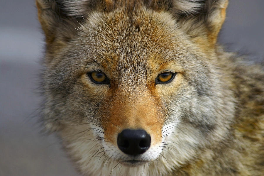 Close Up Of Coyote Death Valley Photograph by John Delapp | Fine Art ...