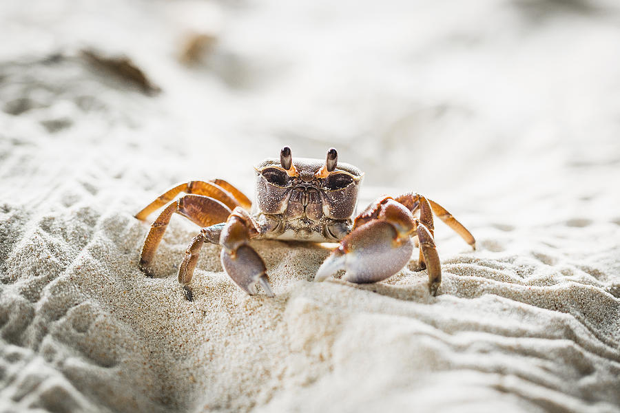 Close-up of crab on sand at beach, Island of La Digue, Seychelles Photograph by Sebastian Doerken