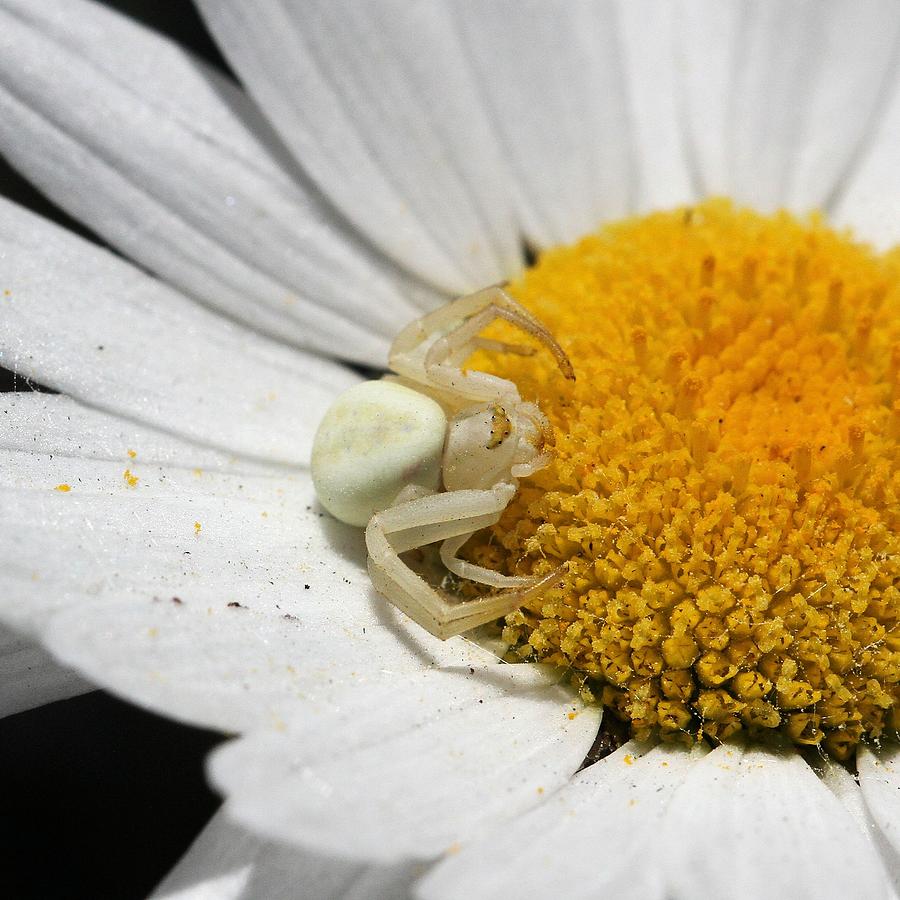 Close-up of Crab Spider Photograph by Doris Potter