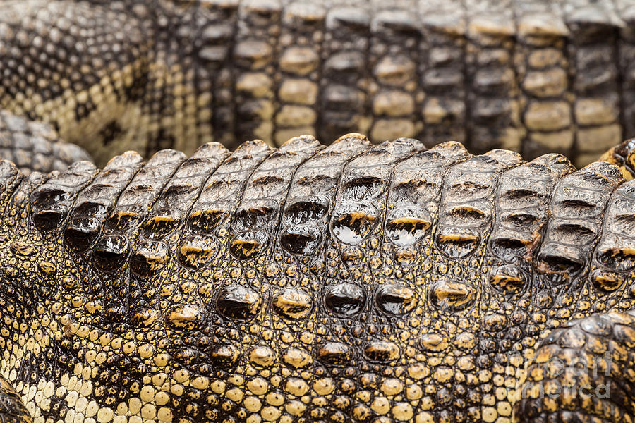 Close up of crocodile skin Photograph by Tosporn Preede