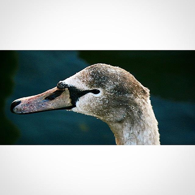 Nature Photograph - Close Up Of Cygnet 
#cygnet #swan by Bex Byrne 