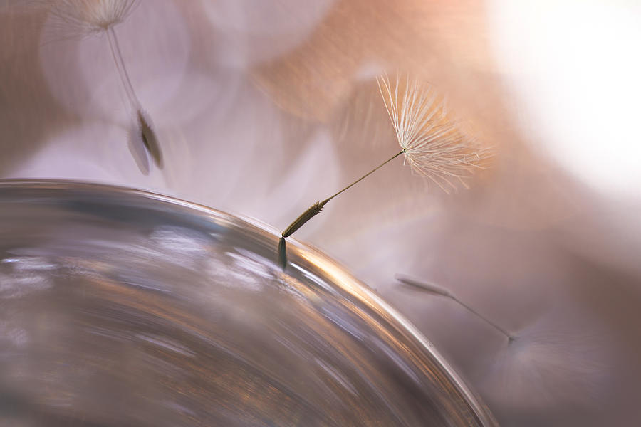 Close up of dandelion seeds floating on a glass sphere object. Fine art floral photography. Photograph by Twomeows