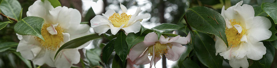 Close-up Of Details Of Camellia Flowers Photograph by Panoramic Images