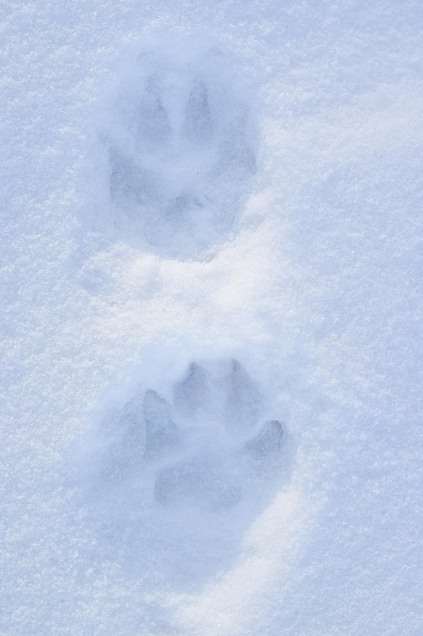 polar bear paw print in snow