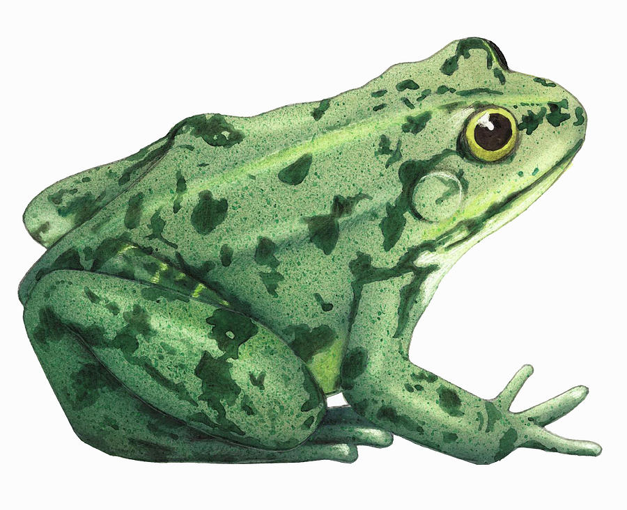 Close Up Of Edible Frog Rana Esculenta Photograph by Ikon Ikon Images