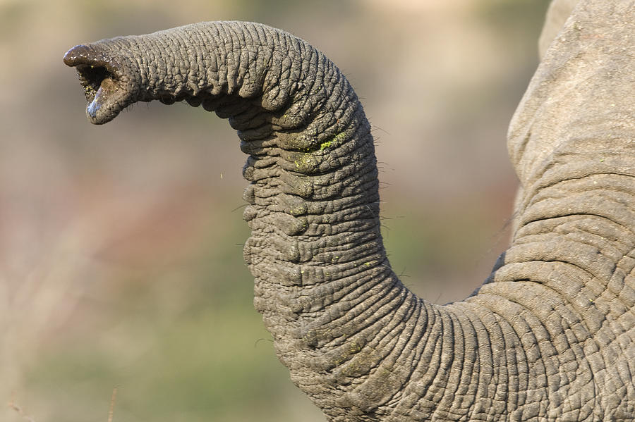 Close up of elephants trunk Photograph by Wim van den Heever