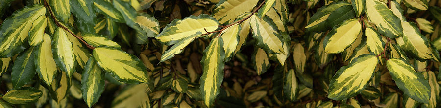 Close-up Of Euonymus Leaves Photograph by Panoramic Images