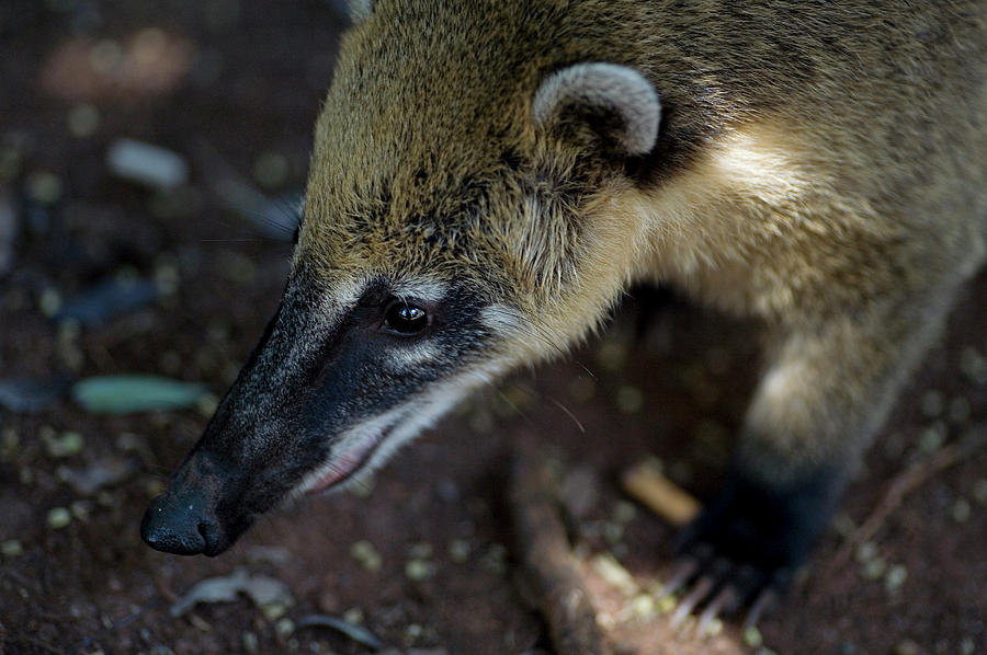 Close Up Of Face And Paw Of A Coati Photograph by Aaron Black | Fine ...