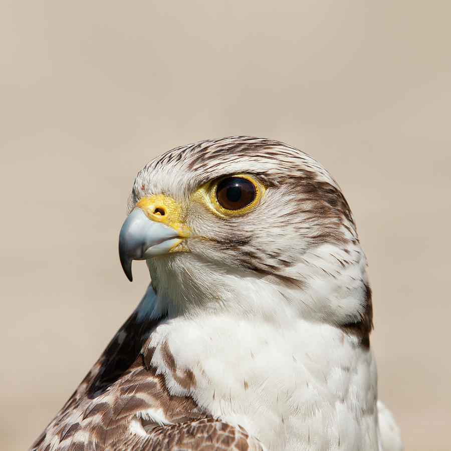 Close Up Of Falcon Bird Photograph by Roc Canals Photography