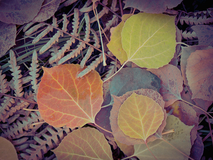 Close-up Of Fall Foliage, Colorado Photograph by Karen Desjardin