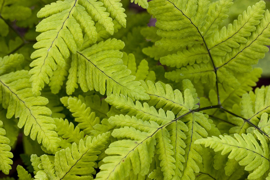 Close Up Of Ferns Growing On Forest Photograph by Scott Dickerson ...