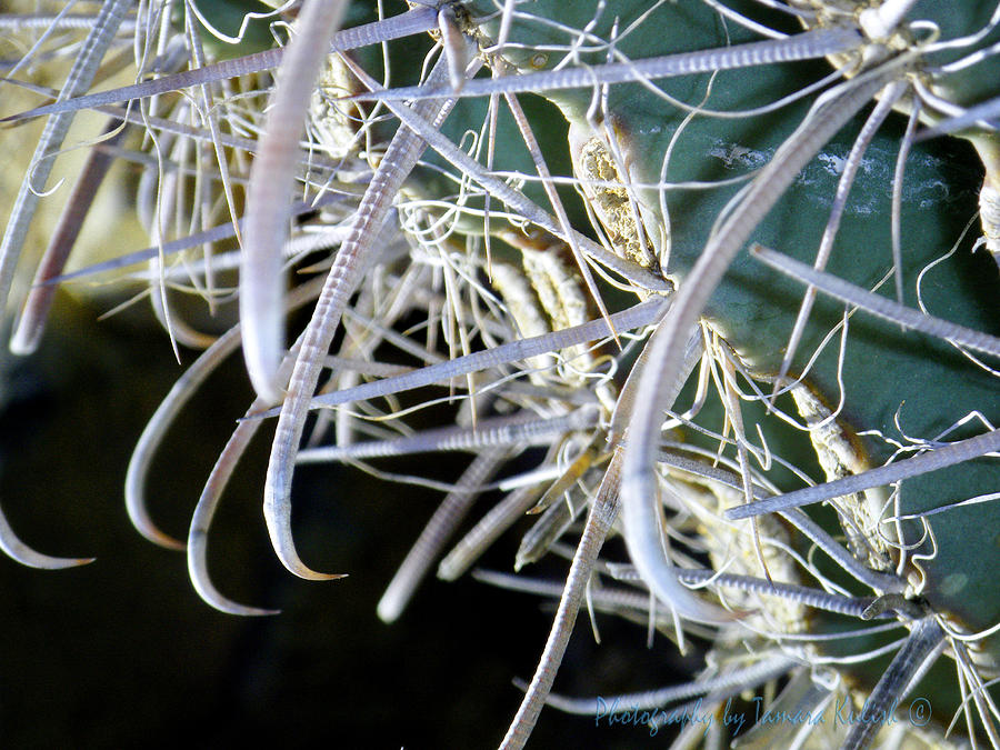 Close-up Of Fish-hook Barrel Cactus In Silver Photograph
