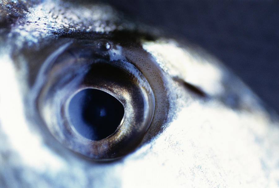 Close up of fishs eye Photograph by Barbel Buchner