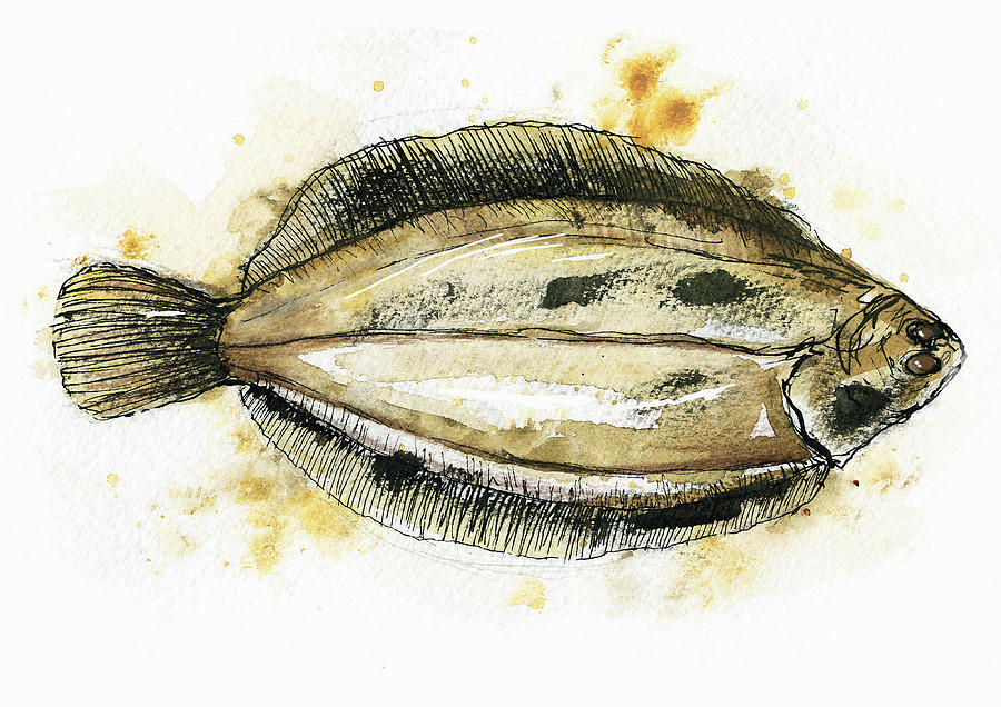 Close Up Of Flat Fish Painting by Ikon Ikon Images