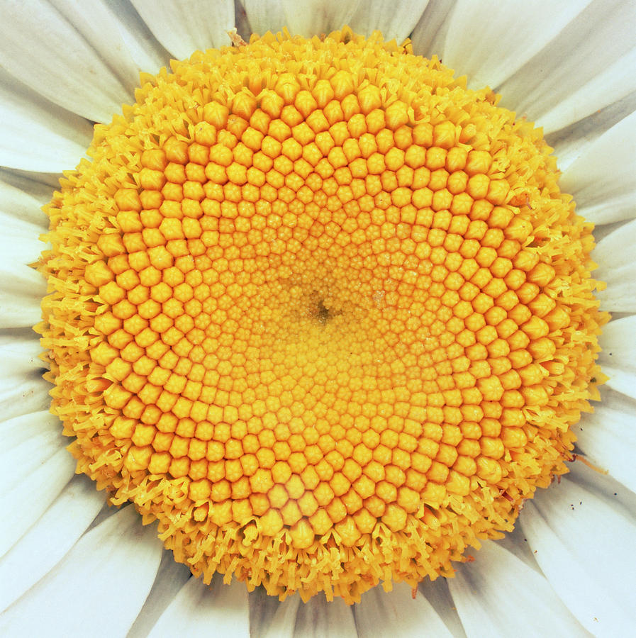 Close-up Of Flower Of Shasta Daisy Photograph by Dr Jeremy Burgess/science Photo Library