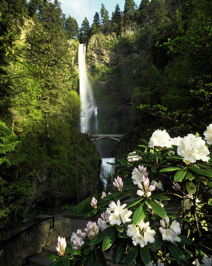 Close-up Of Flowers Under, Multnomah Photograph by Panoramic Images