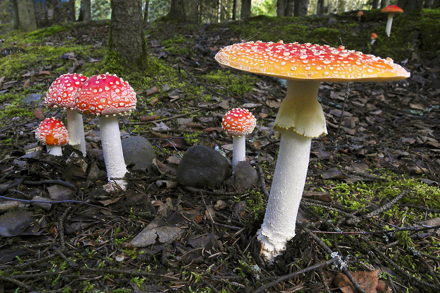 Close Up Of Fly Agaric Mushrooms In The Photograph by Ron Sanford