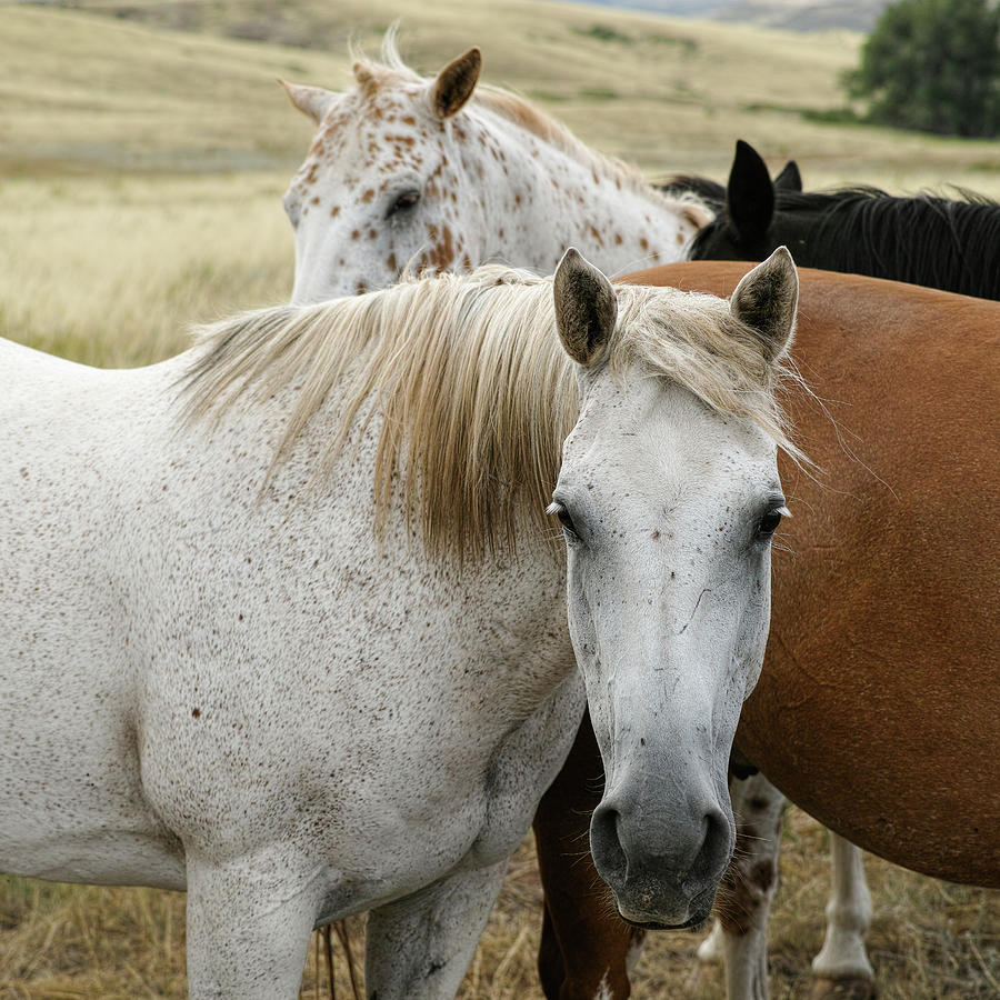 Close Up Of Four Horses In A Pasture Photograph by Archive Graphics Llc
