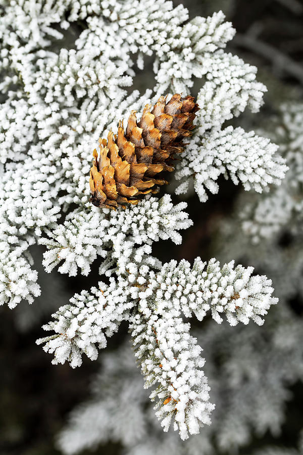 Close Up Of Frosted Evergreen Tree Photograph by Michael Interisano