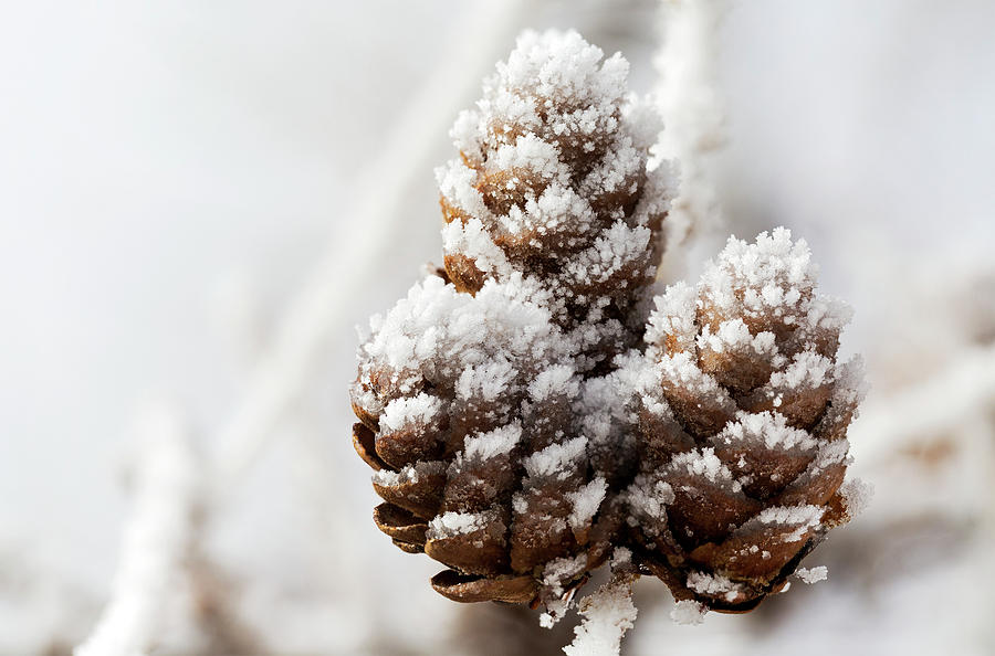 Close Up Of Frosted Pine Cones Photograph by Michael Interisano