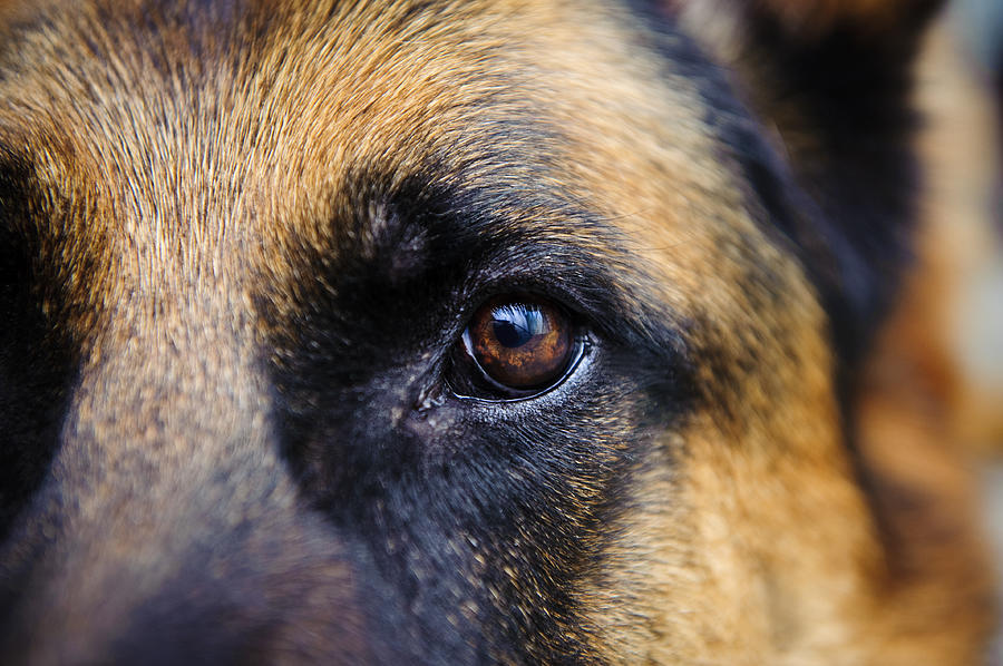 Close-up of German Shepard brown eye looking straight at us Photograph by Kimeveruss