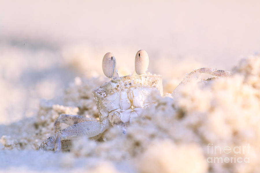 Close up of ghost crab on tropical beach Photograph by Matteo Colombo