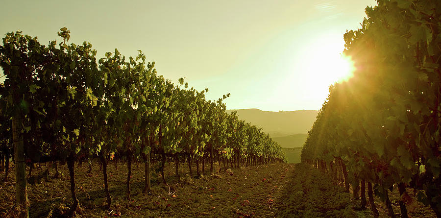 Close Up Of Grapevines At Sunset Photograph by Walter Zerla