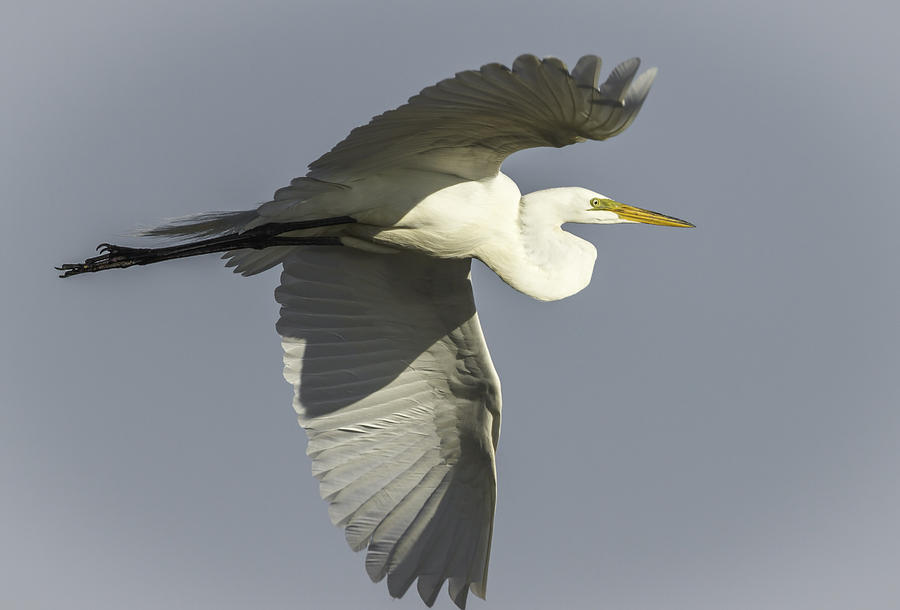 Close up of Great Egret in Flight Photograph by Thomas Young