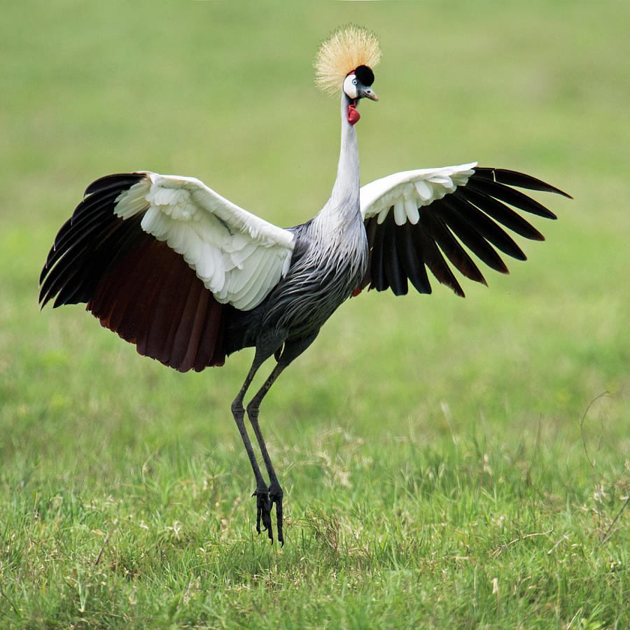 Crane Photograph - Close-up Of Grey Crowned Crane by Animal Images