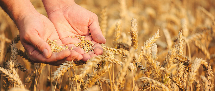 Close up of hands holding wheat grain Photograph by Danchooalex