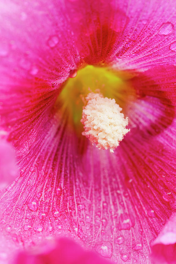 Close Up Of Hollyhocks  Alcea Rosea Photograph by Yves Marcoux