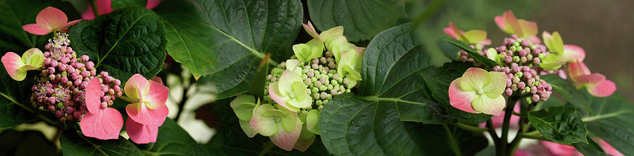 Close-up Of Hydrangeas Flowers Photograph by Panoramic Images