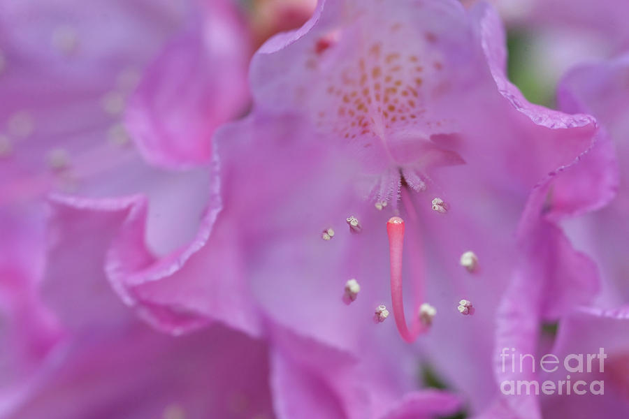Close up of inside of Rhododendron flower  Photograph by Dan Friend