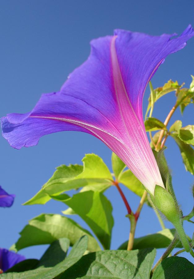 Close Up Of Ipomoea with Leaf and Sky Background Photograph by Taiche Acrylic Art